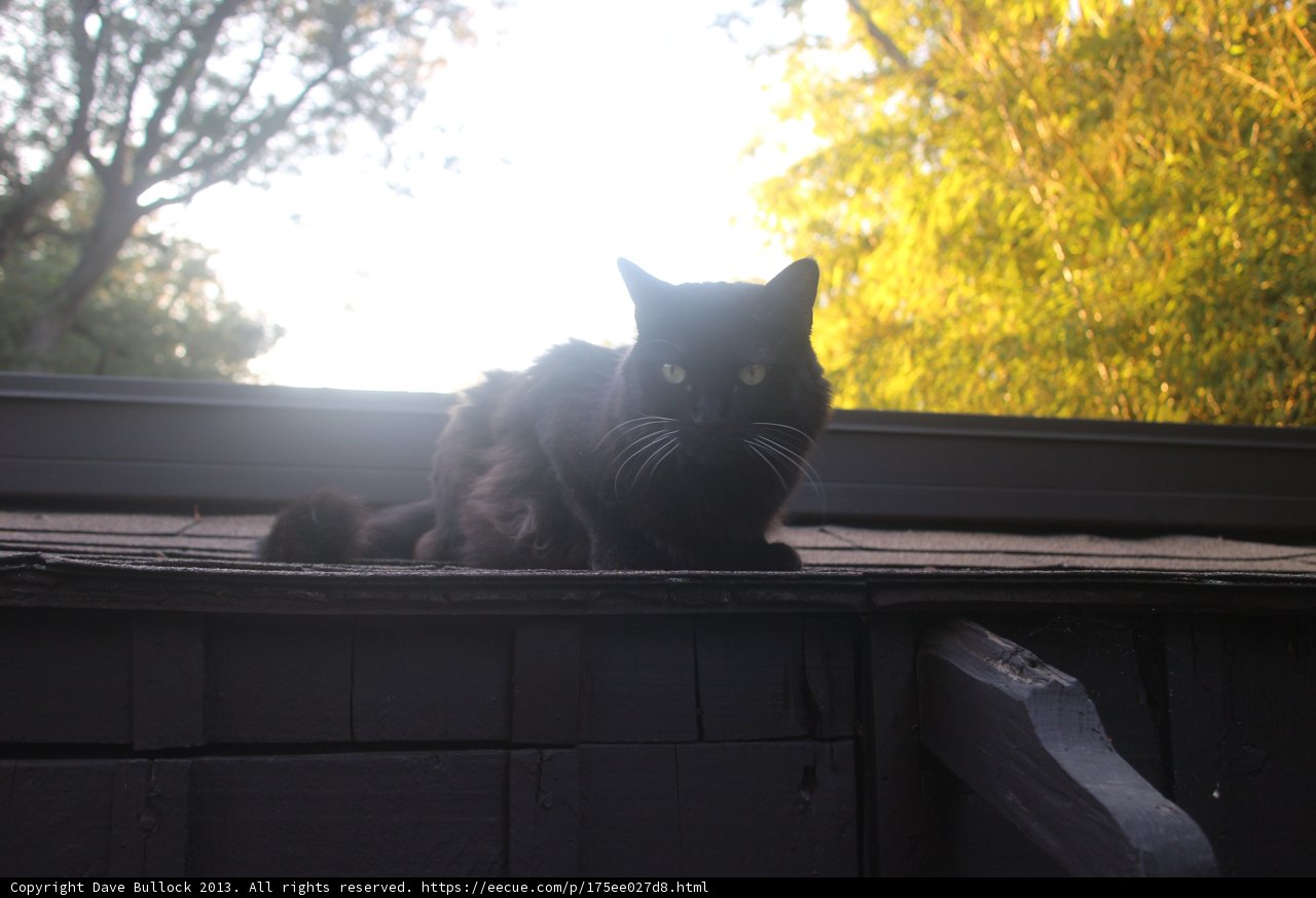Black Cat on Altadena Rooftops