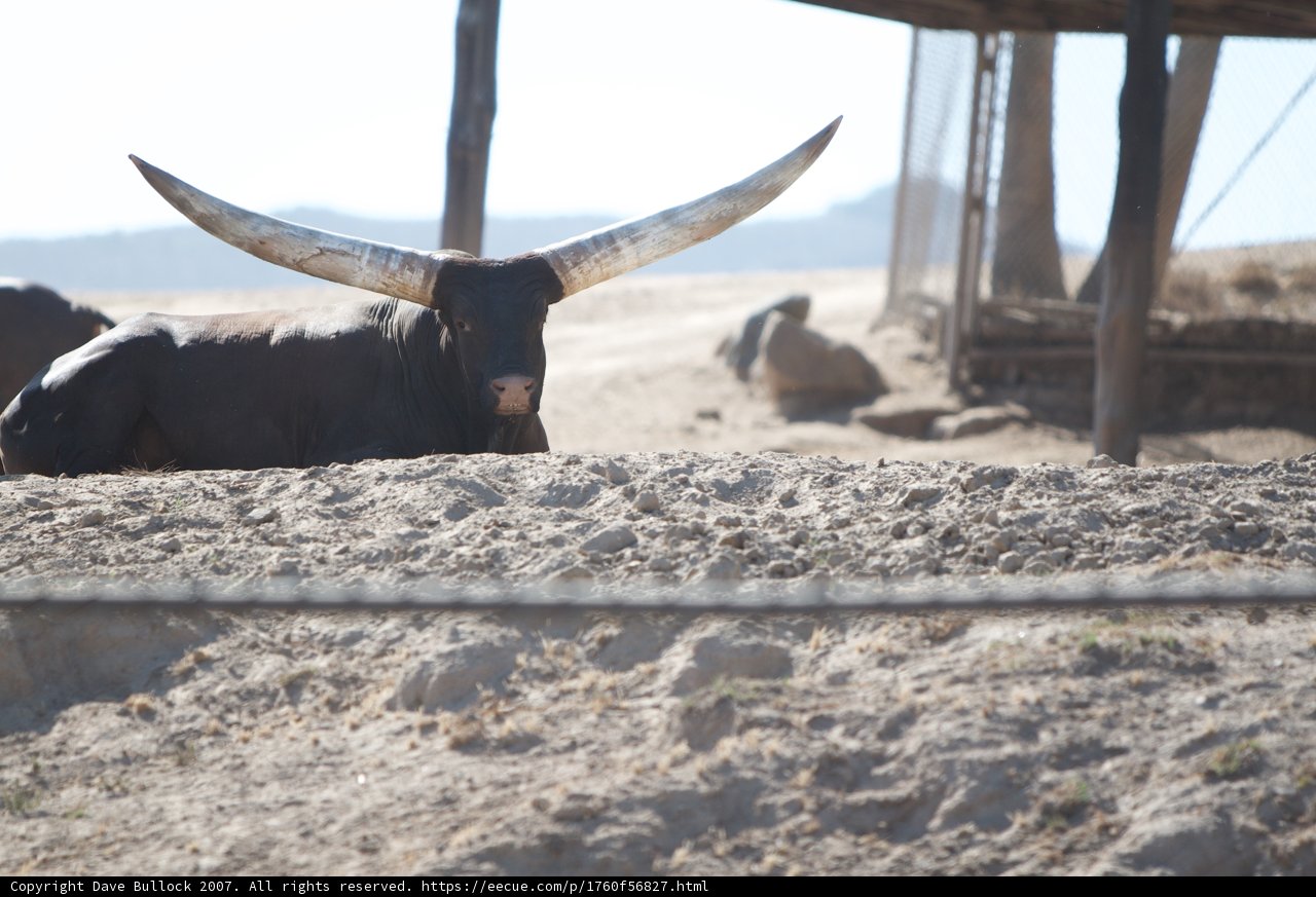 Majestic Longhorn Bull in the Outdoors