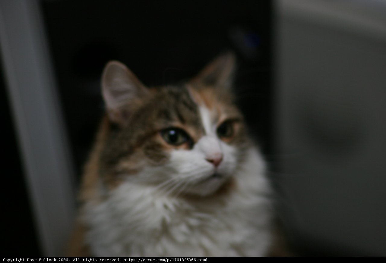 Feline Curiosity