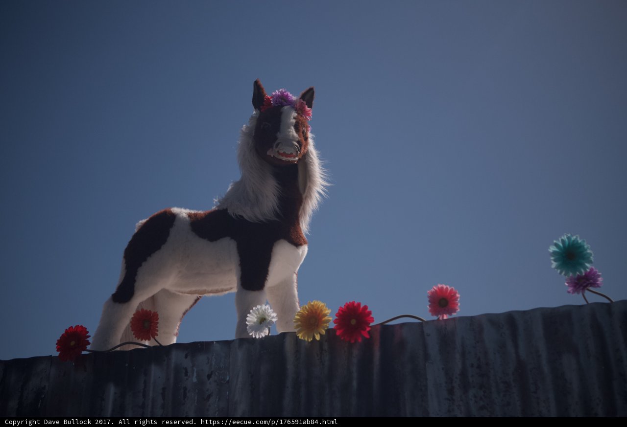 Majestic Horse on Flower Wall