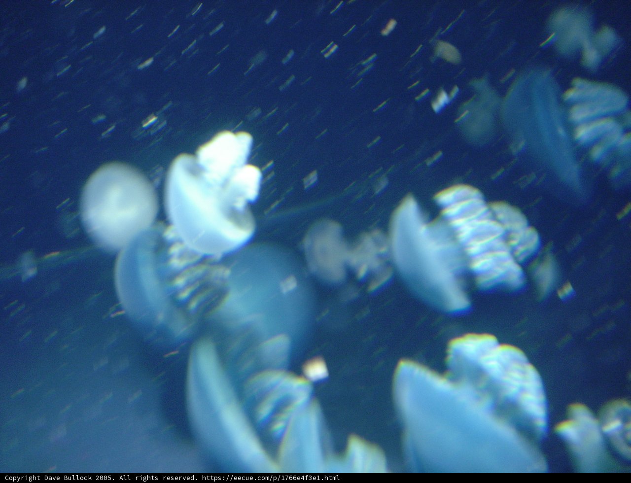 Majestic Jellyfish in their Natural Habitat