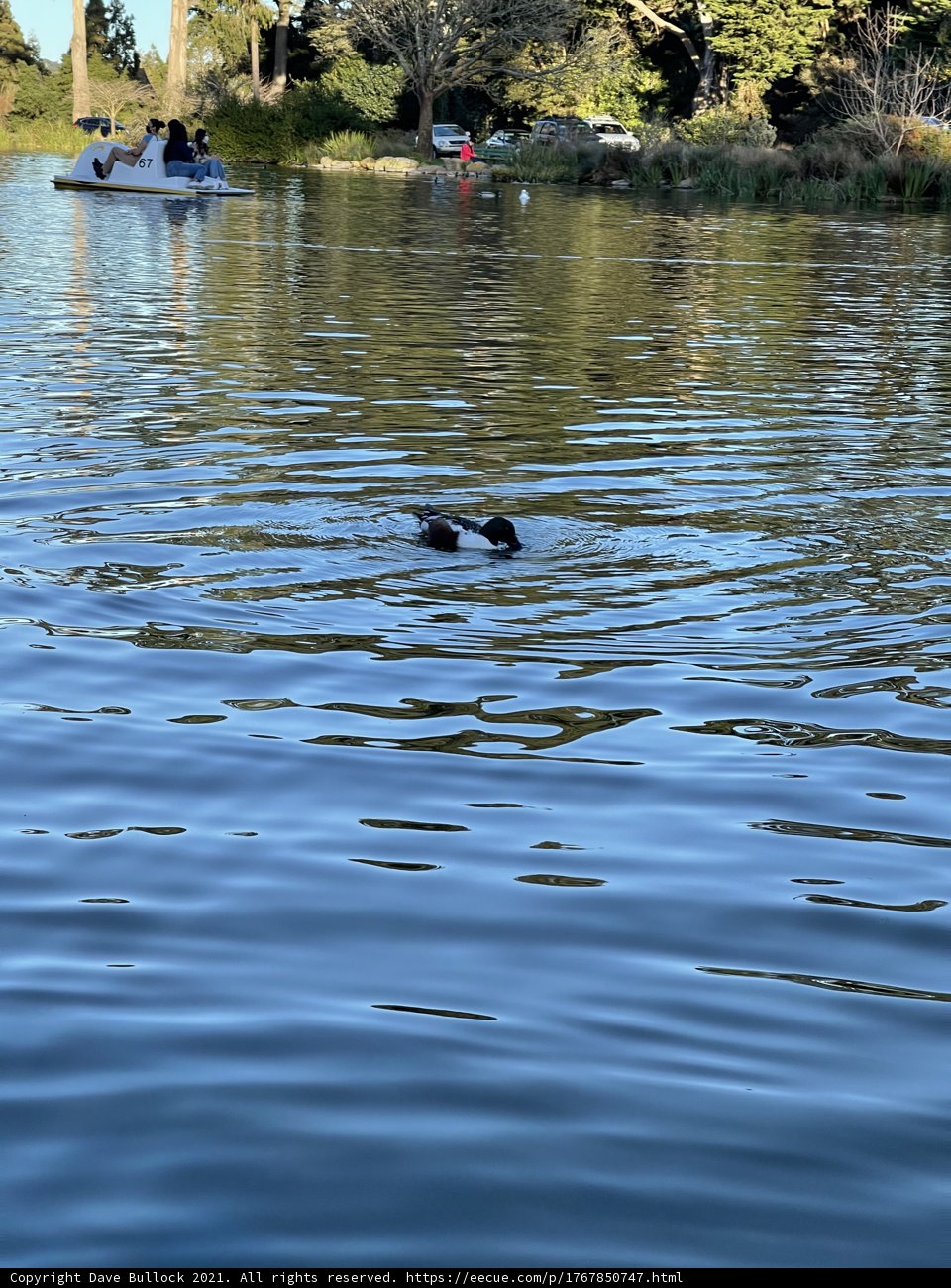 Peaceful Waters with a Quacking Companion