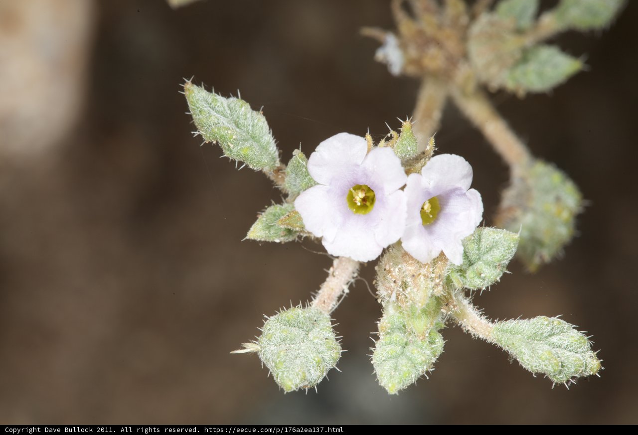 Delicate Geranium Blossom