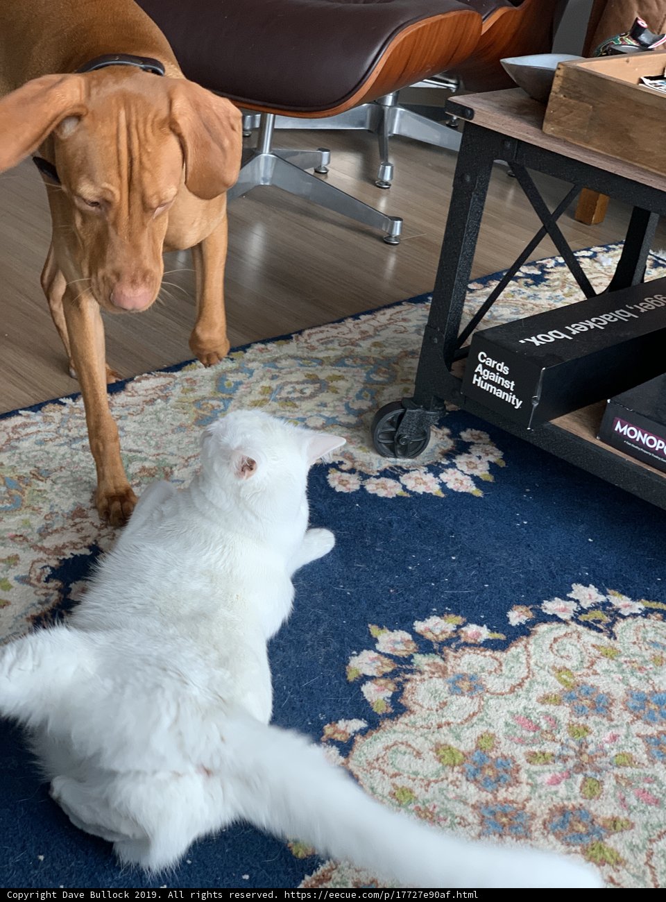 Playtime at Home
