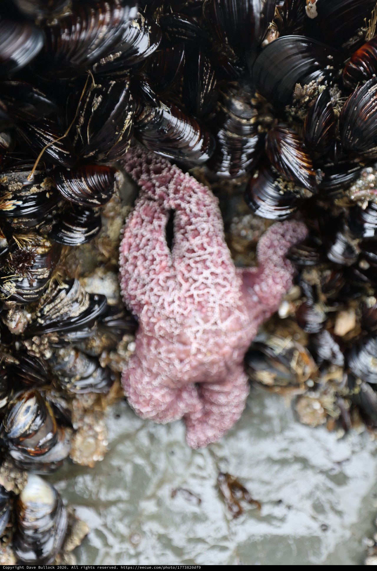 Pink Starfish Among Mussels in Tidal Pool