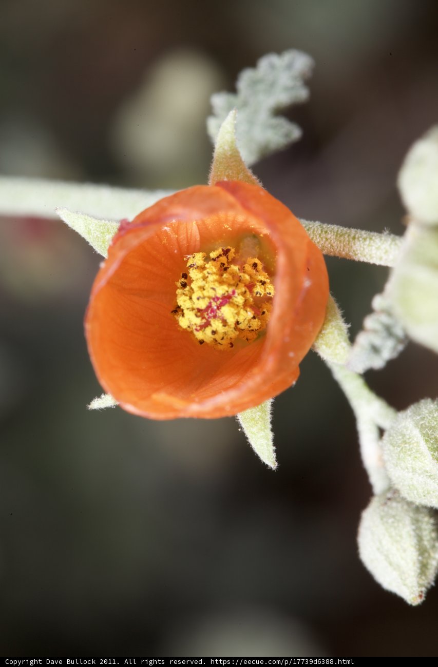 Orange Beauty