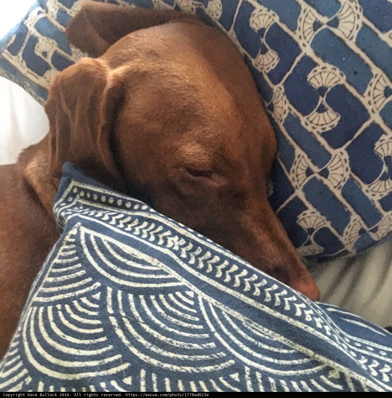 Sweet Dreams on Blue and White Pillows