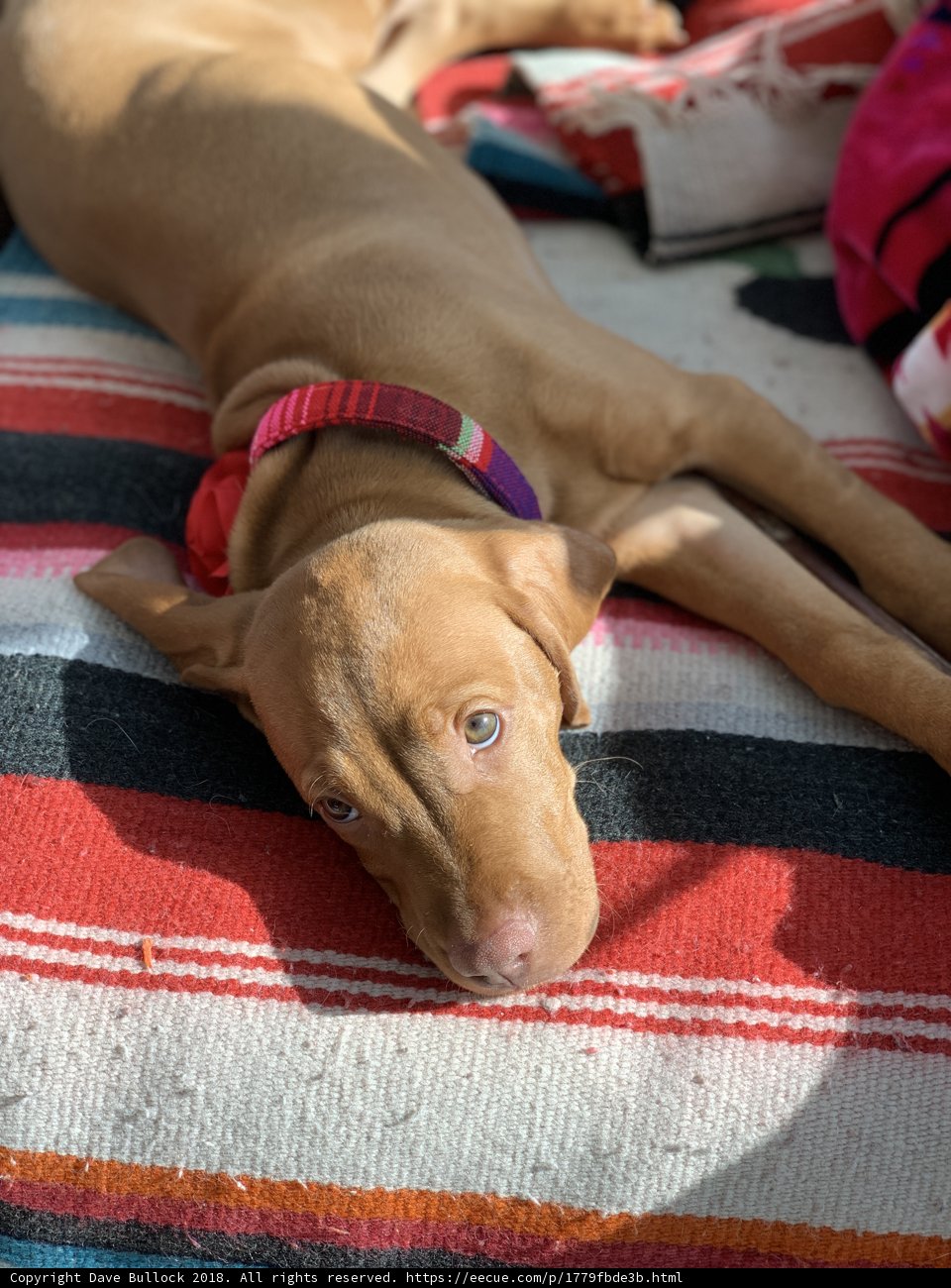 Cozy Companion