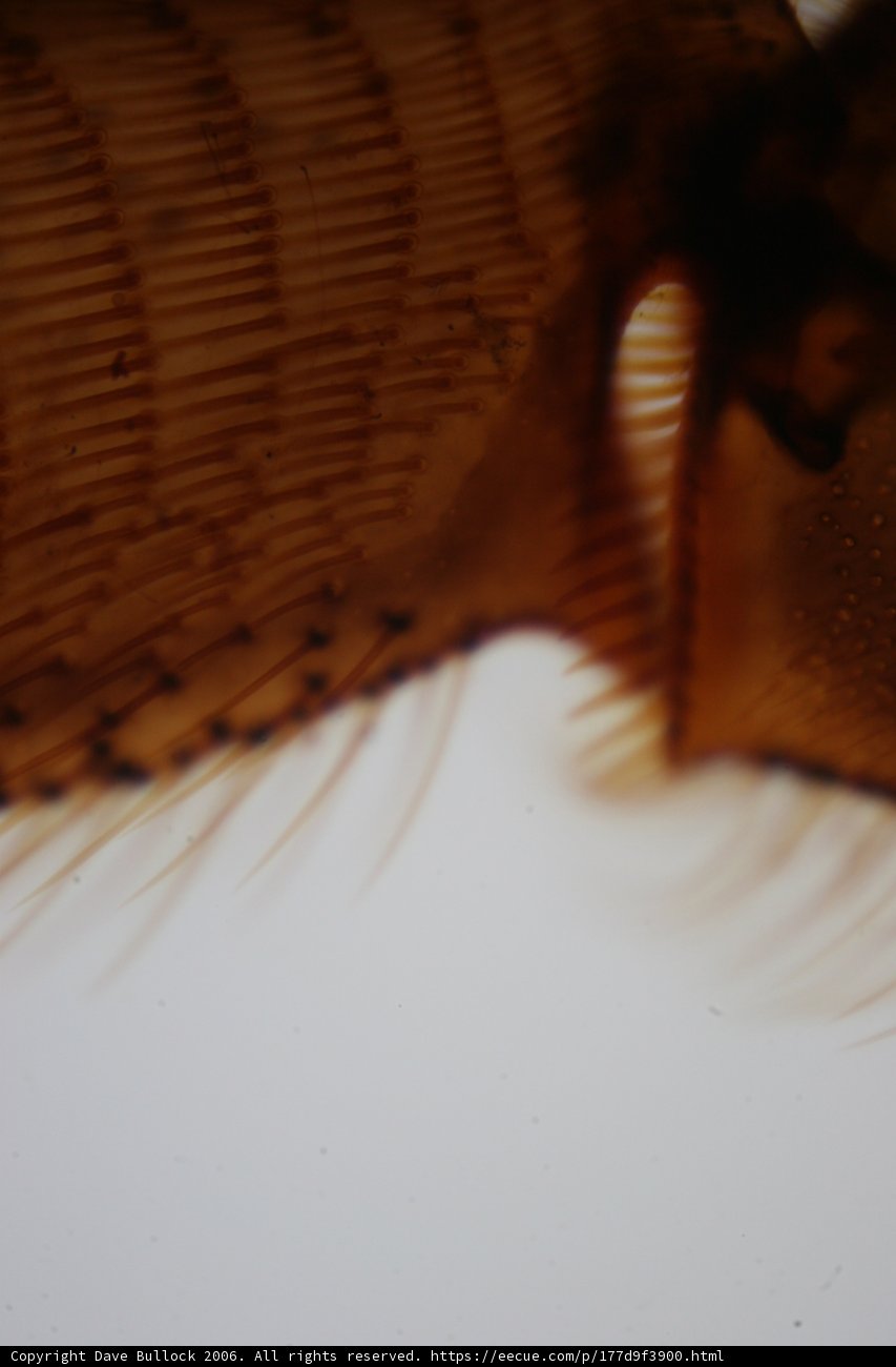 The Long-Tailed Invertebrate