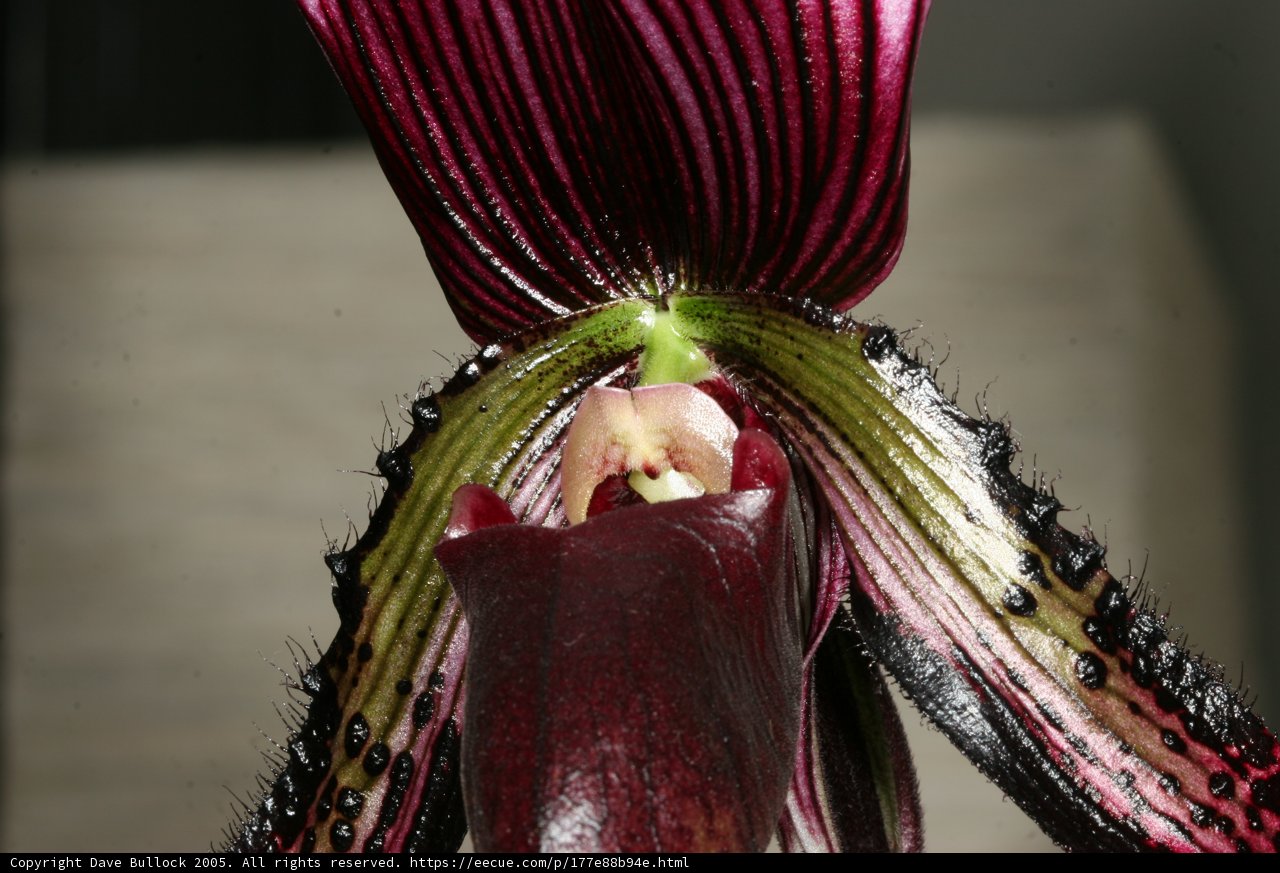 Majestic Orchid
