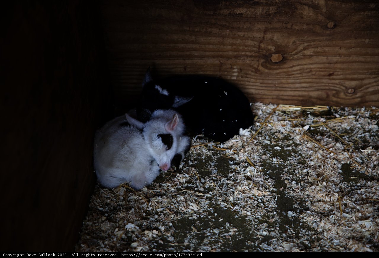 Furry Friends Find Coziness