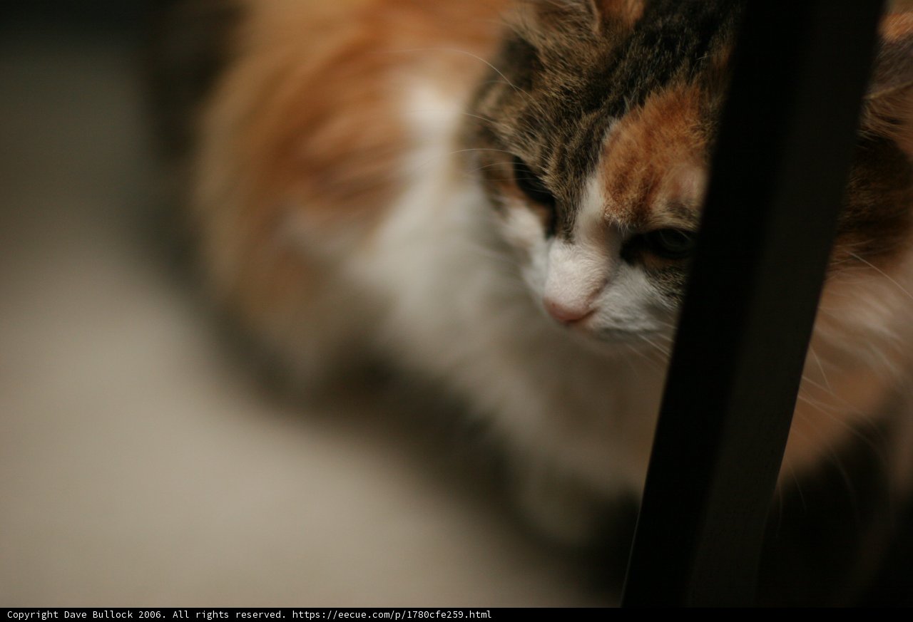 Feline Focus