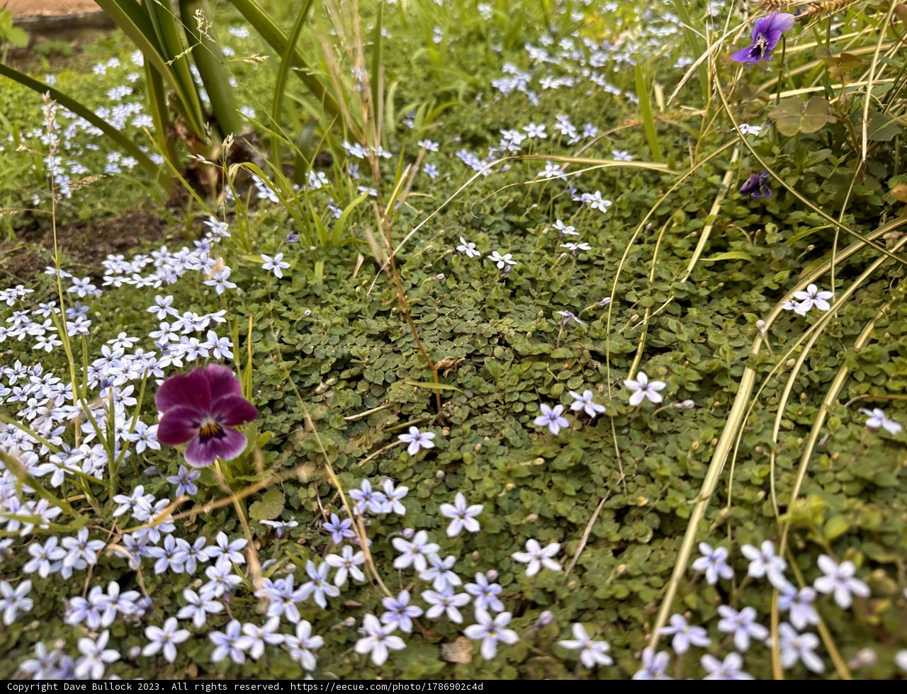 Enchanting Blue Blossoms in May