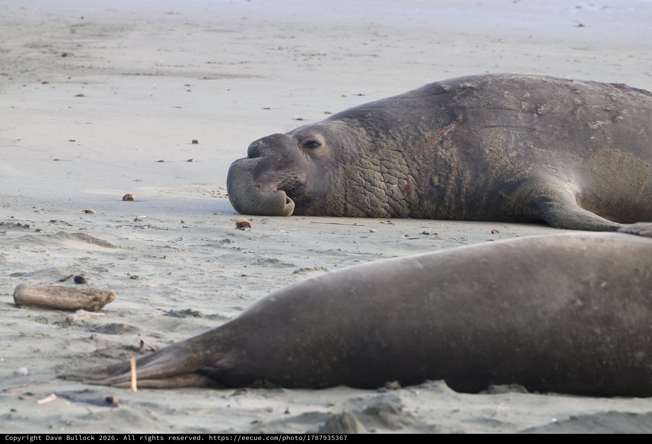 Elephant Seals Resting on Drakes Beach Shore