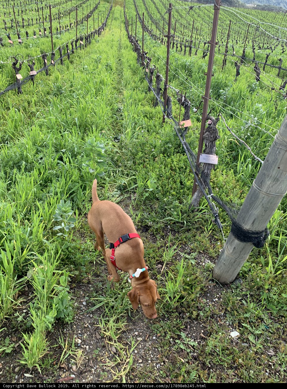 Canine Adventures in the Vineyard
