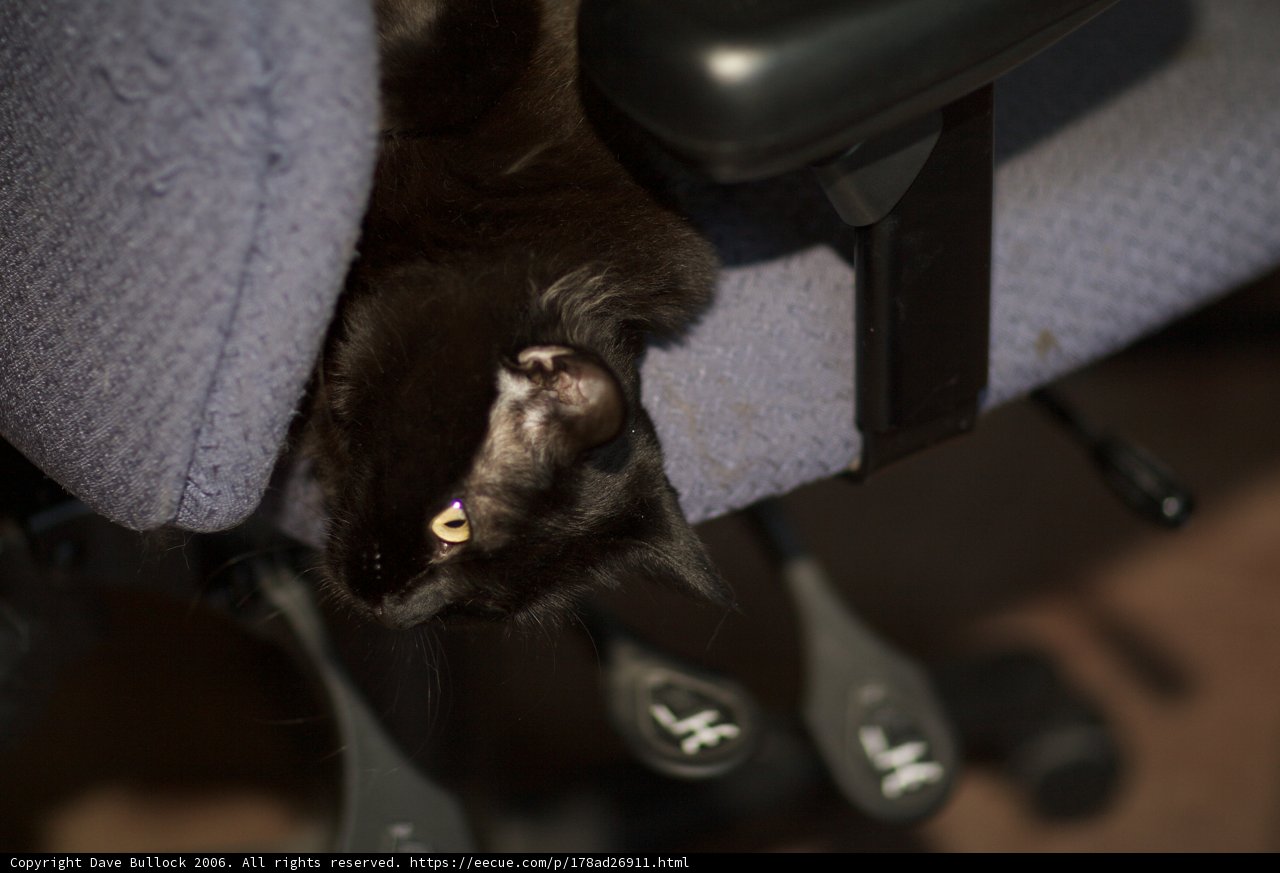 Resting Black Cat