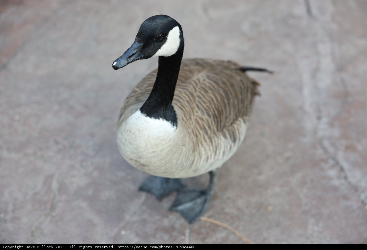 Lone Goose on a Concrete Floor