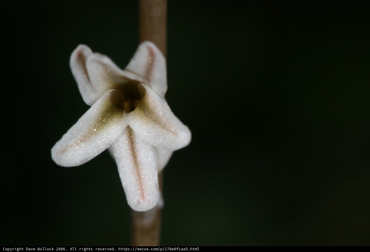 Bloom in the Dark