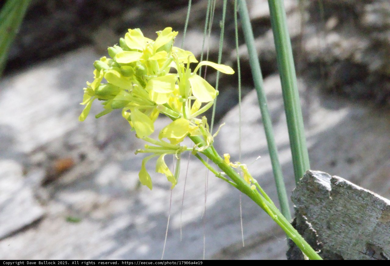 Spring Bloom at Palo Corona