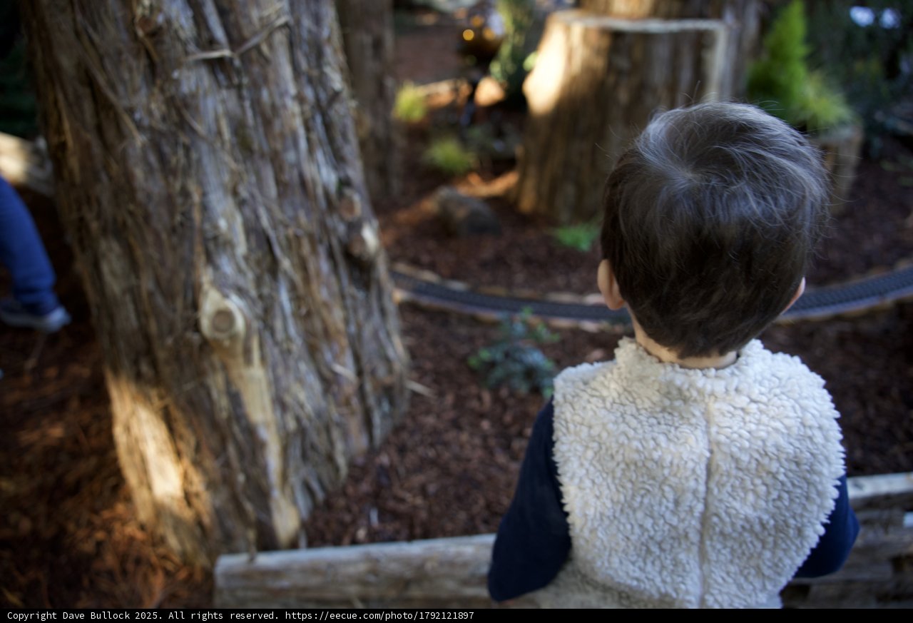 Exploring the Woods