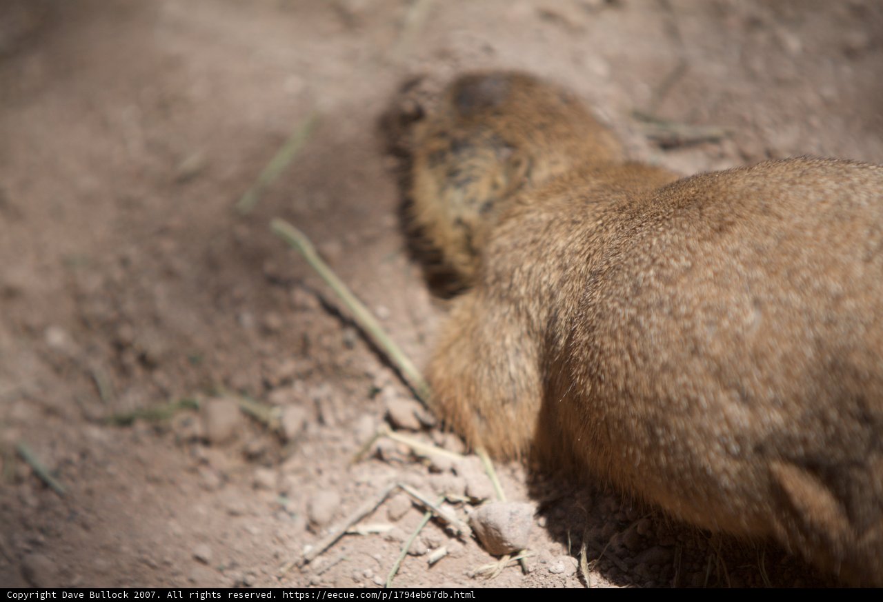 Busy Ground Squirrel