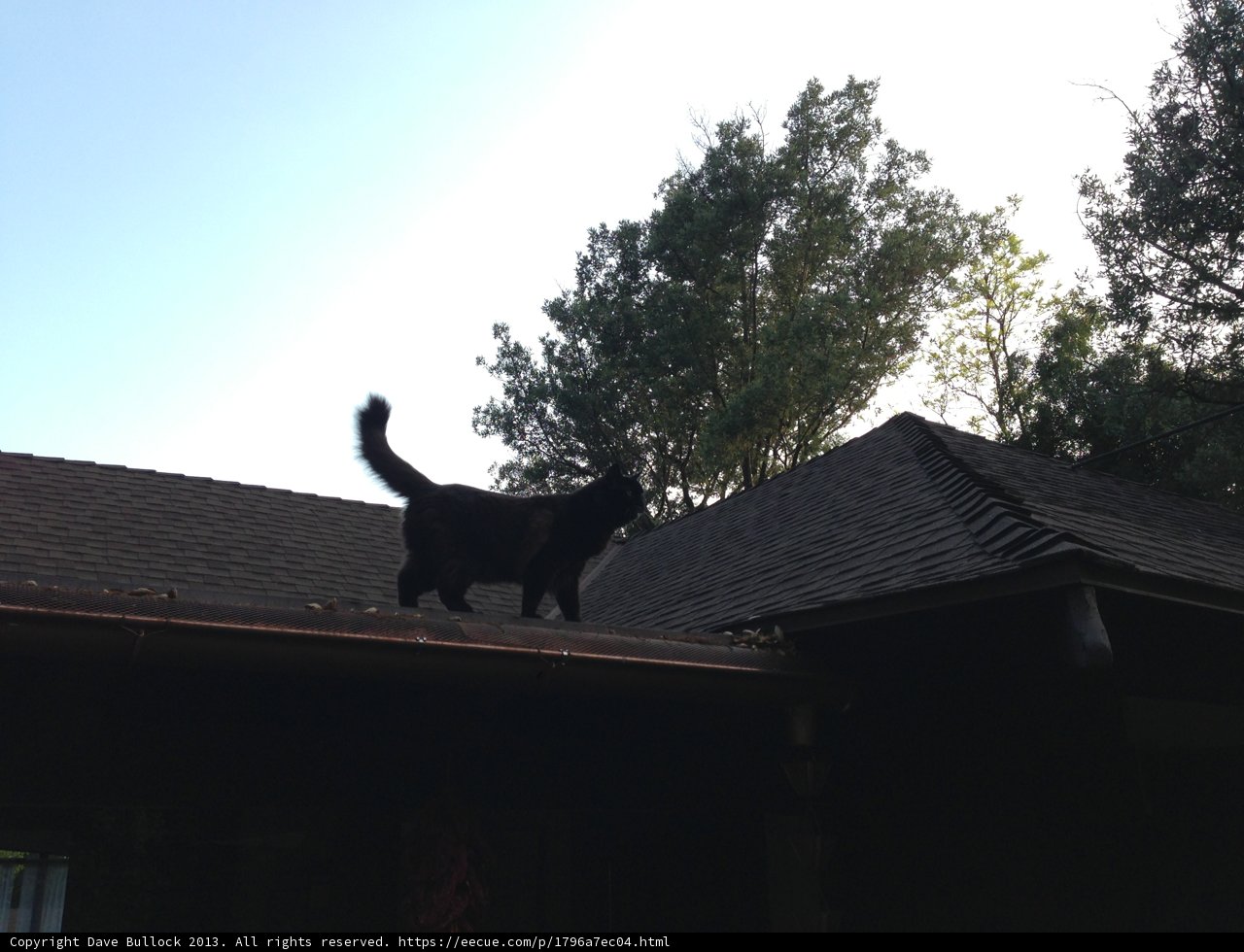 Majestic Black Cat on a Tile Roof