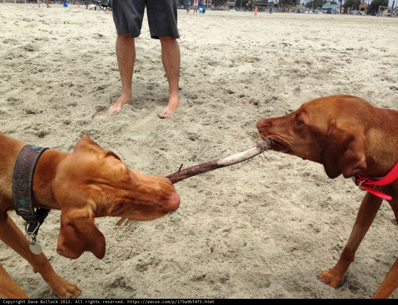 Beach Dog Playtime
