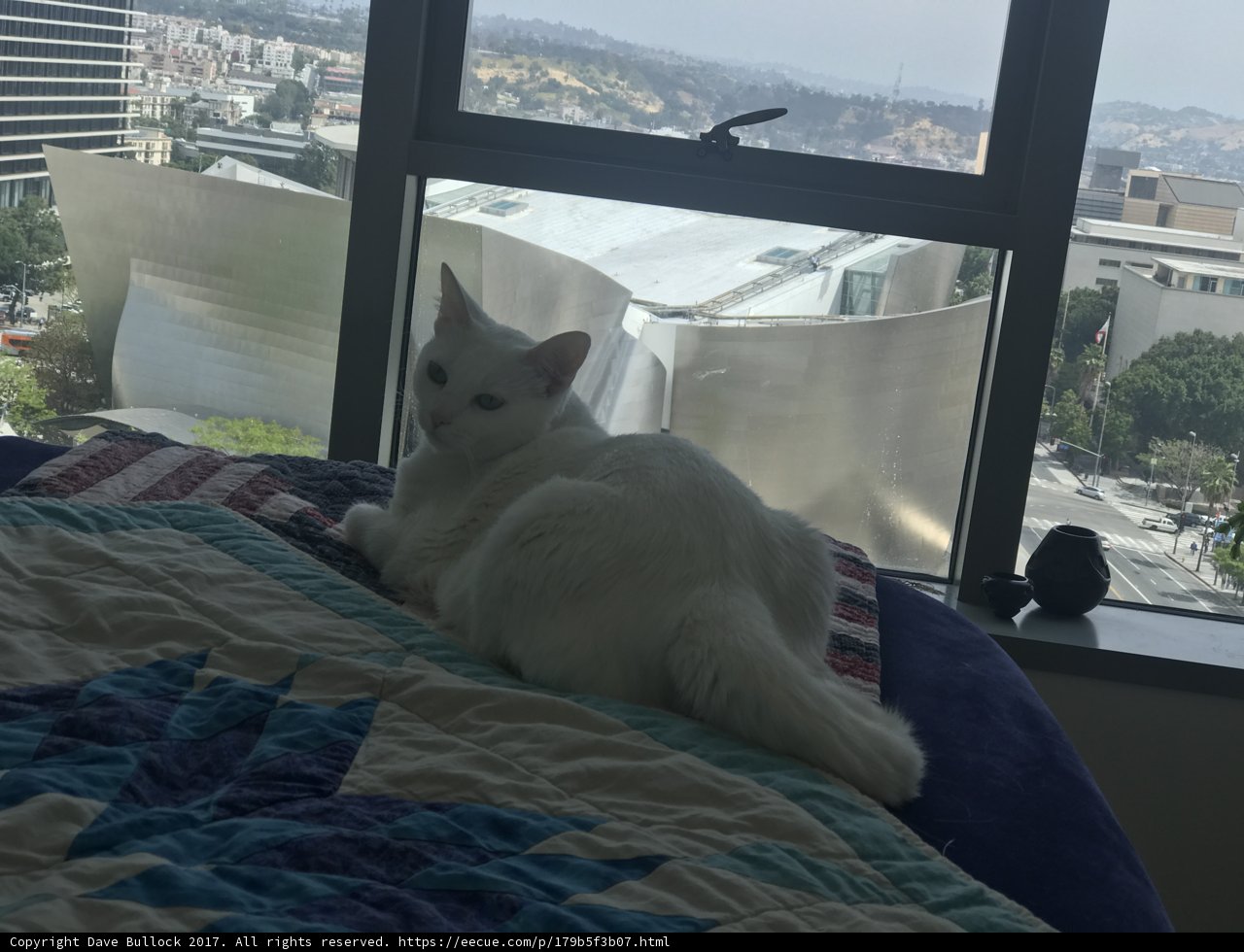 White Cat Relaxing by the Window