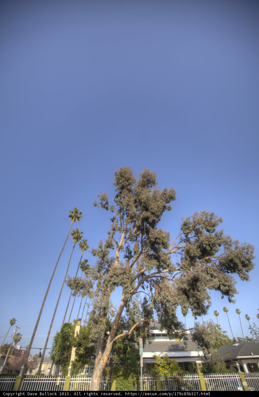 Majestic Tree Against Blue Sky