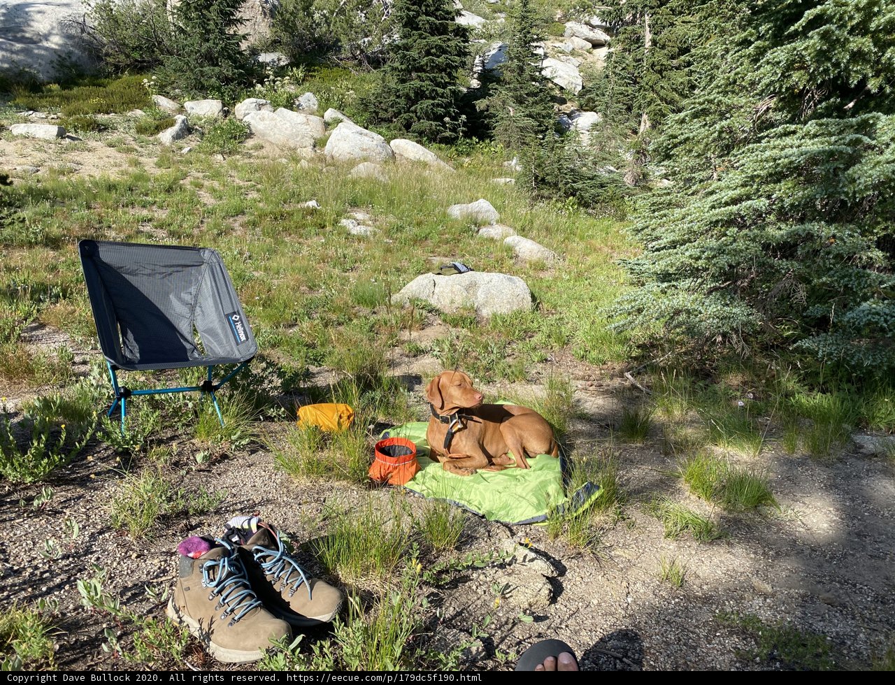 Canine Companion in the Wilderness