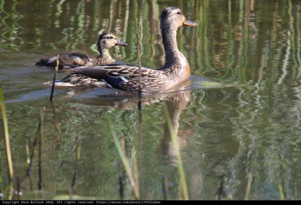Female Mallard Duck with Ducklings in Calm Waters