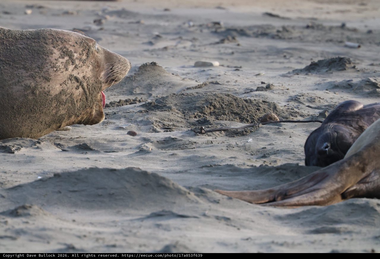 Elephant Seal Interaction on Sandy Beach at Drakes Beach