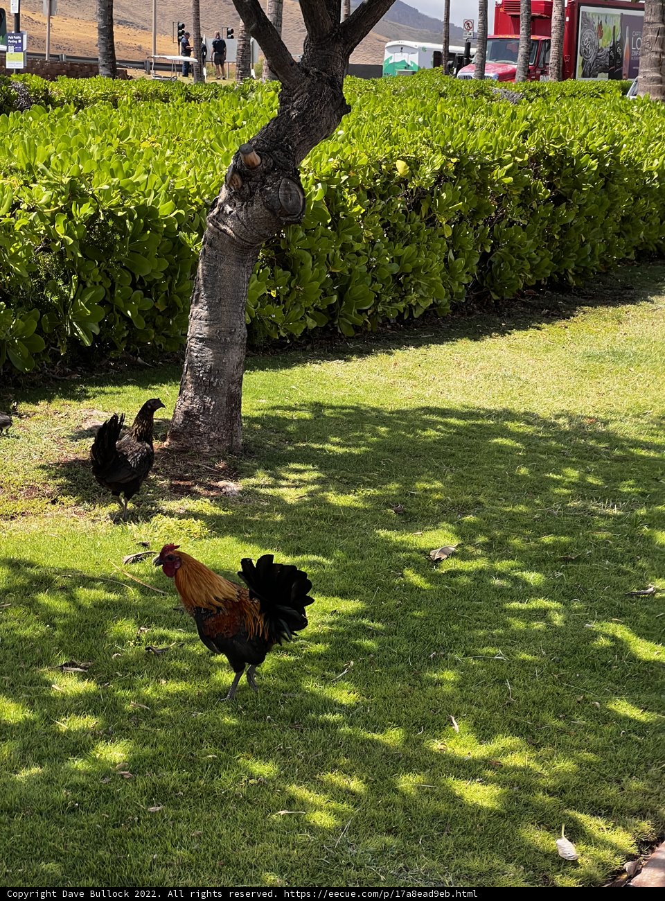 Poultry Stroll