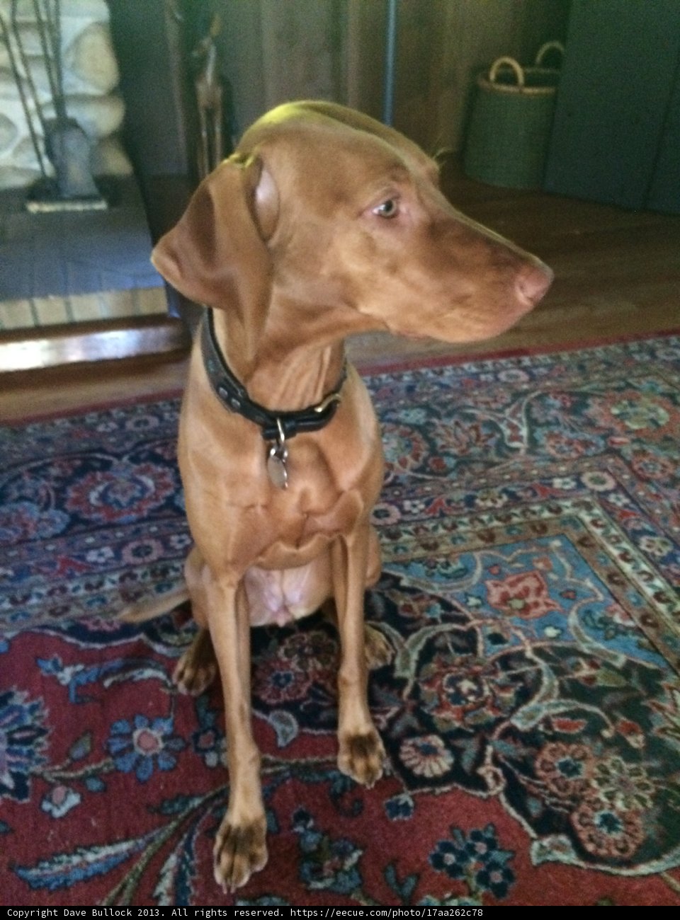 The Faithful Vizsla