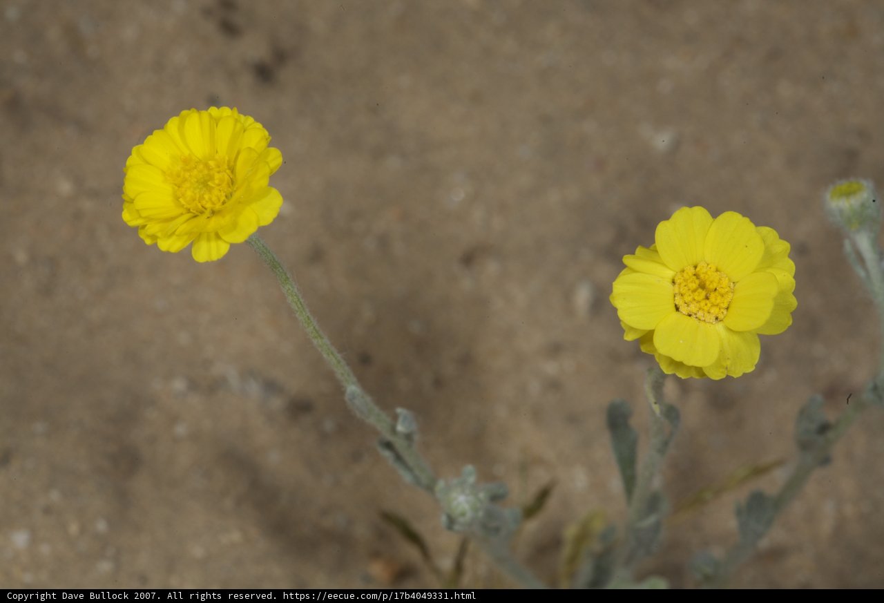 Desert Blooms