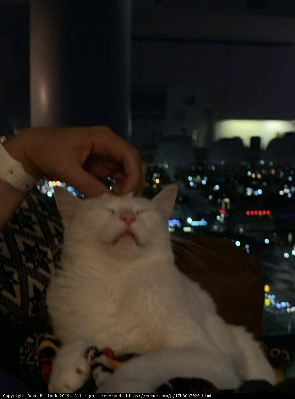 Cozy Companionship