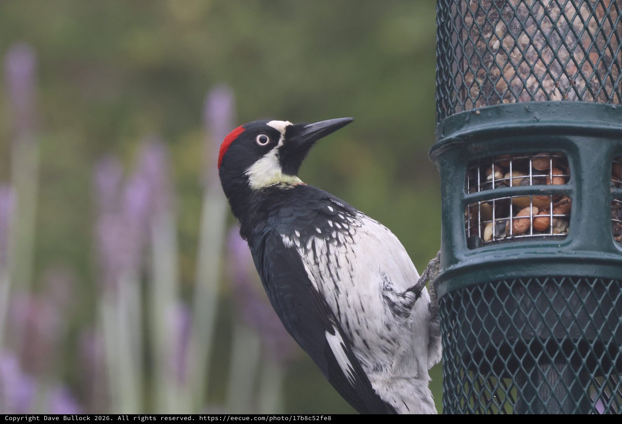 Acorn Woodpecker Visiting Backyard Feeder