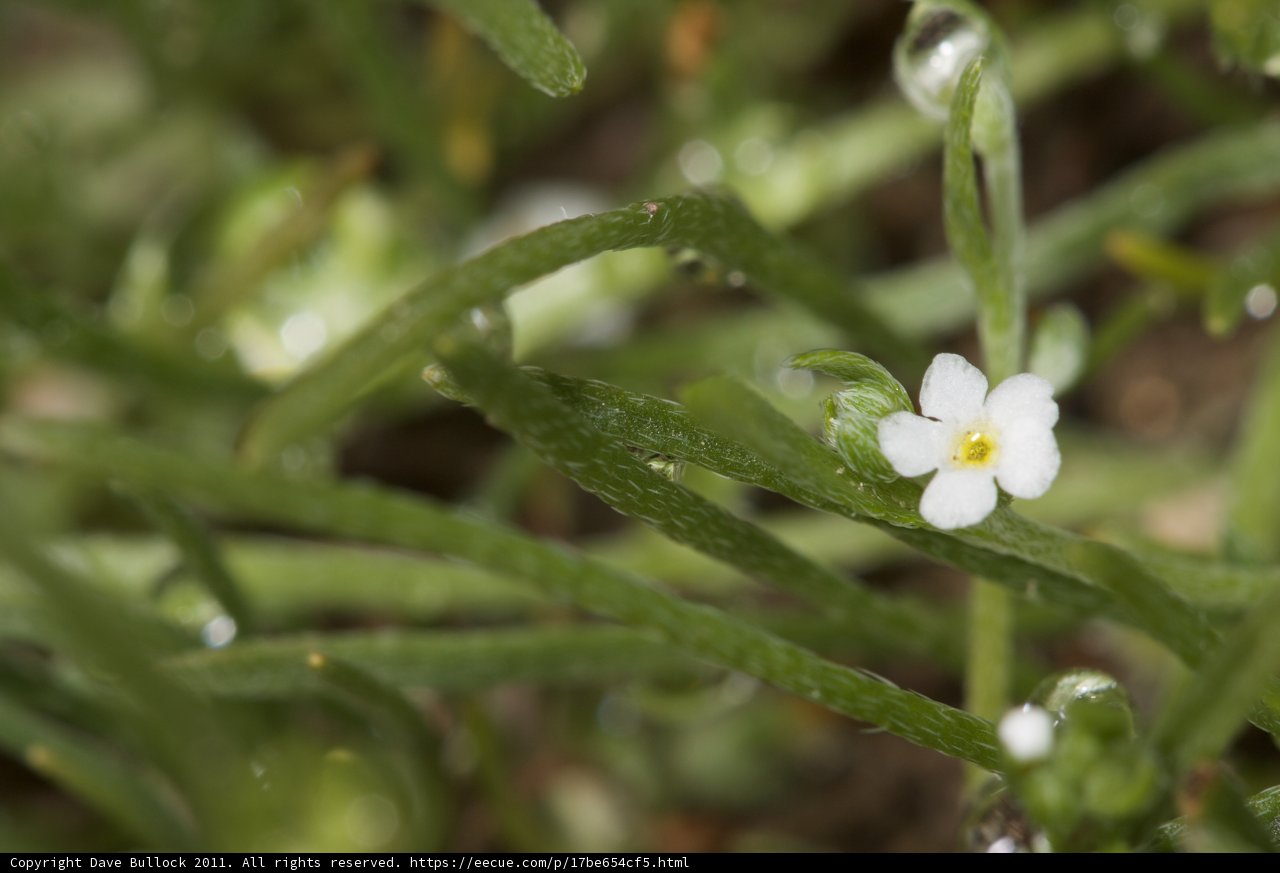 Raindrops on a Small White Flower
