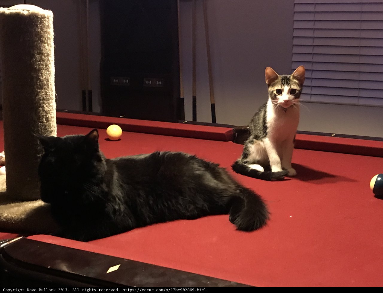 Feline Billiards