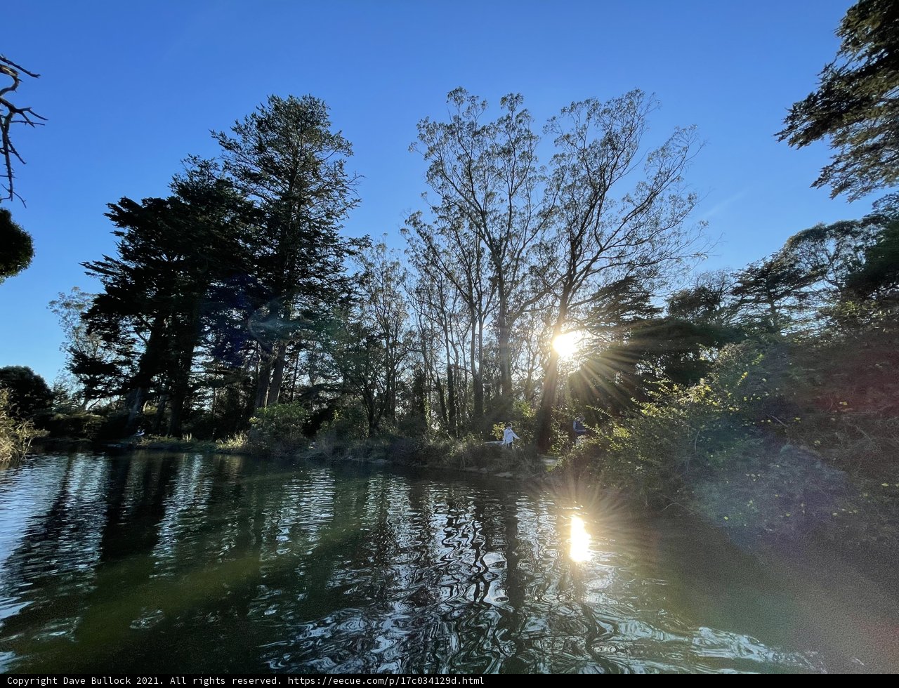 Sunlit Woodland at Stow Lake
