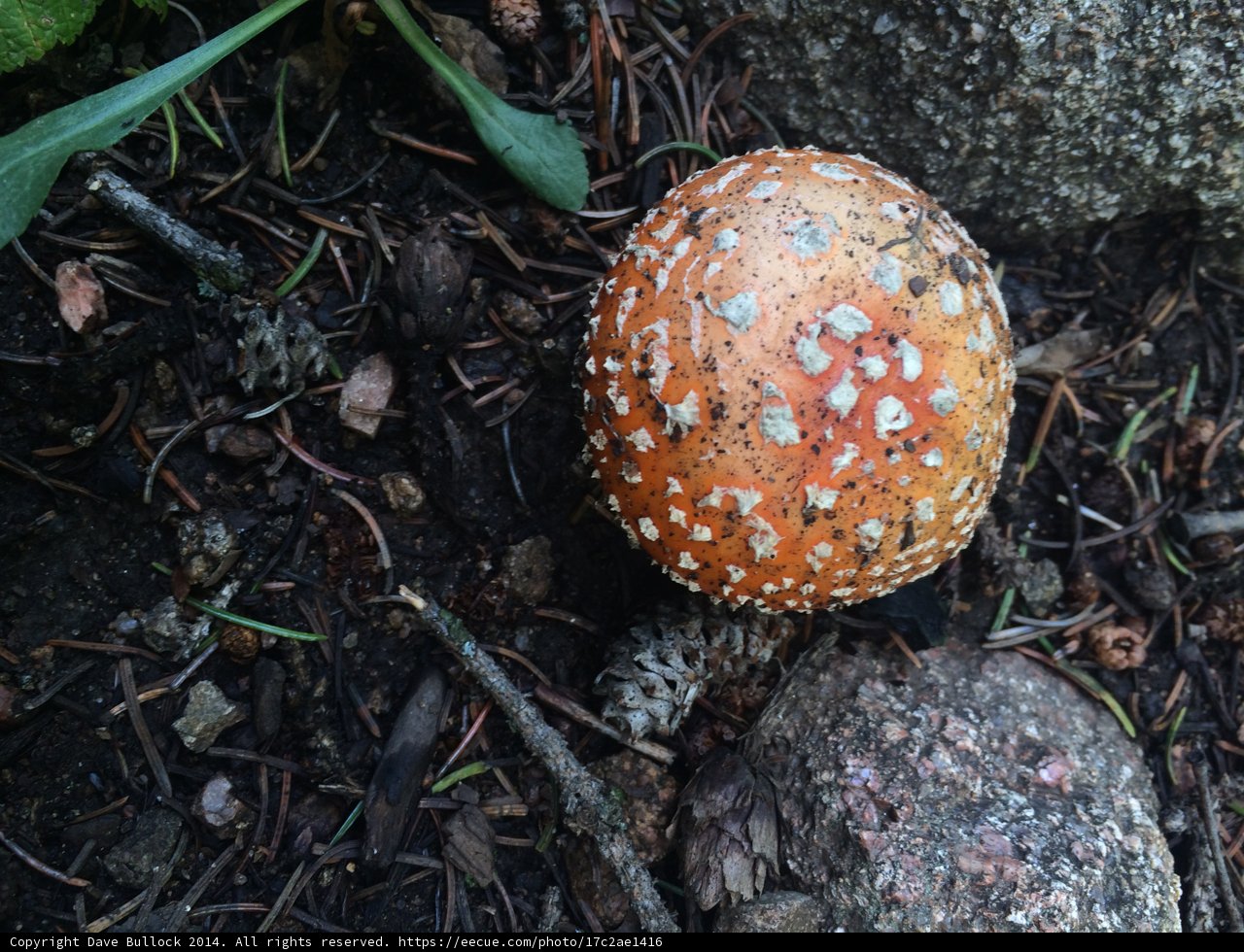 Amanita Agaric Mushroom on the Santa Fe Plaza