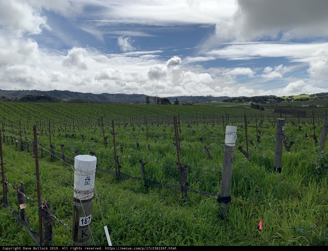 Rolling Hills Vineyard