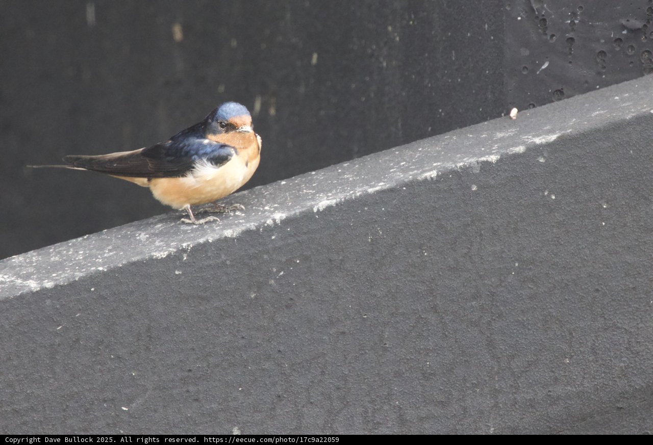 Feathered Serenity