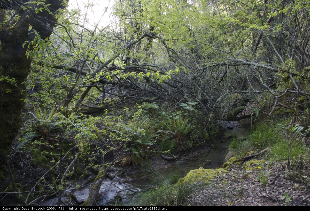 Stream in the Wilderness