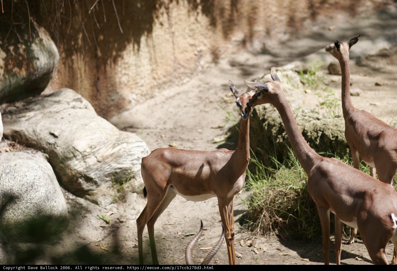 Impalas and Antelopes Gathered in the Grasslands