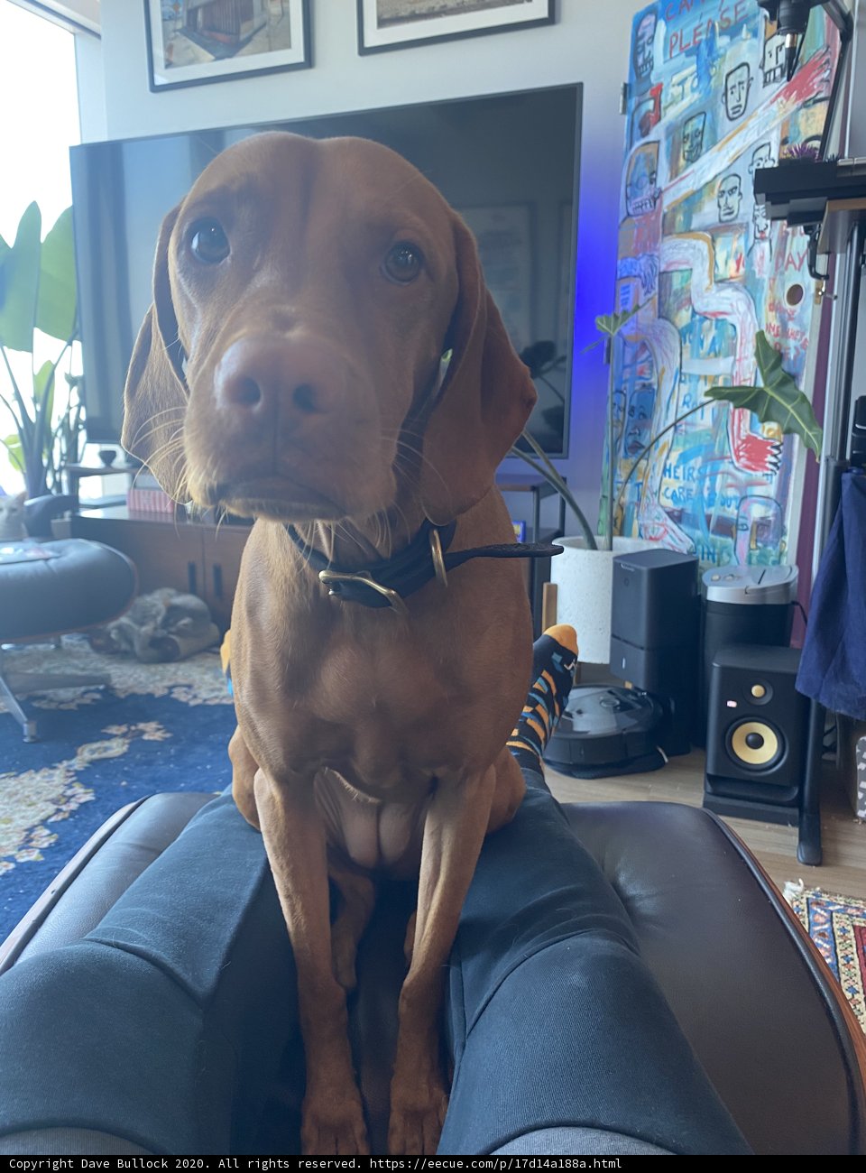 Cozy Afternoon with a Furry Friend