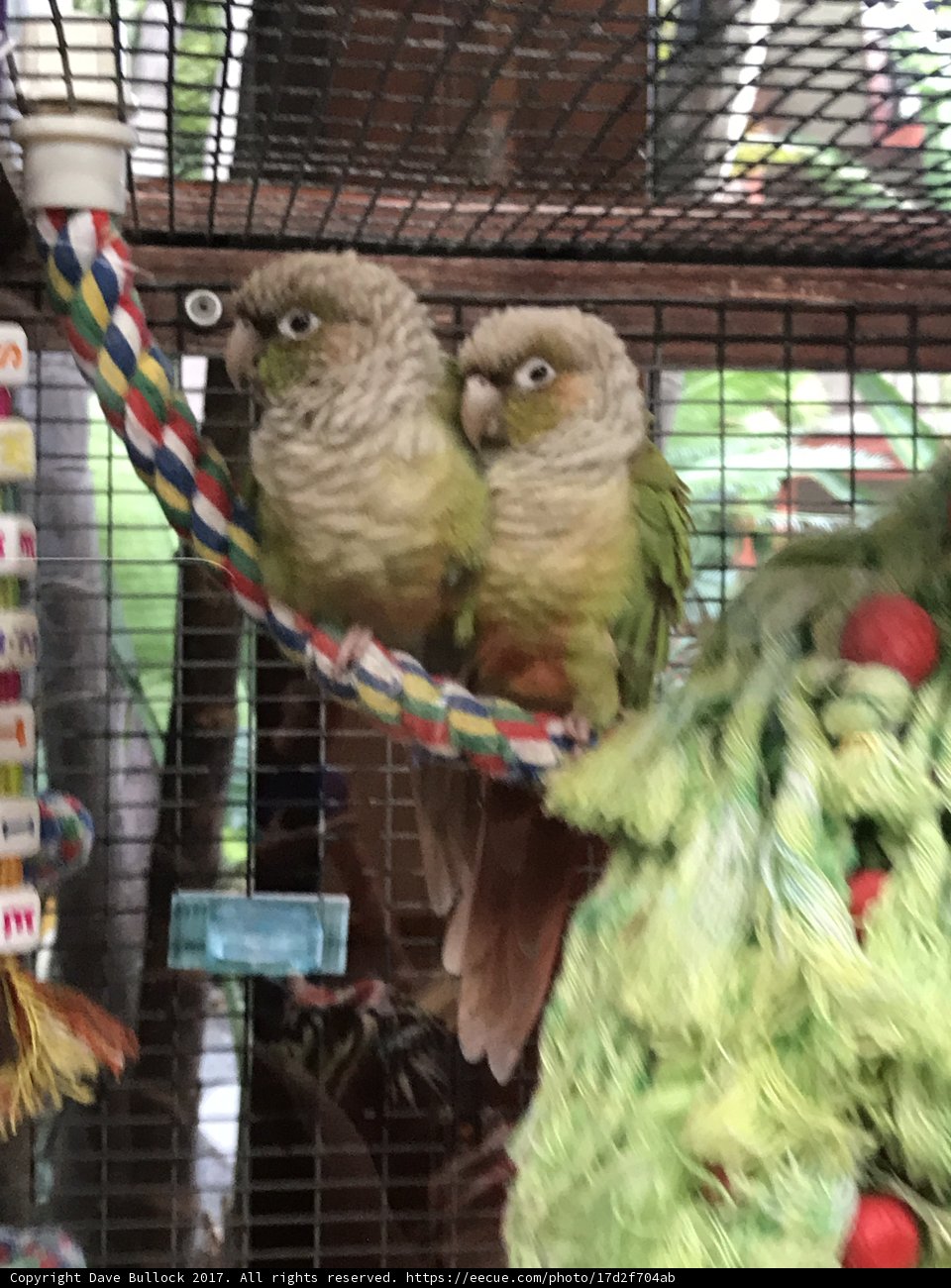 Fowl Duo Confined