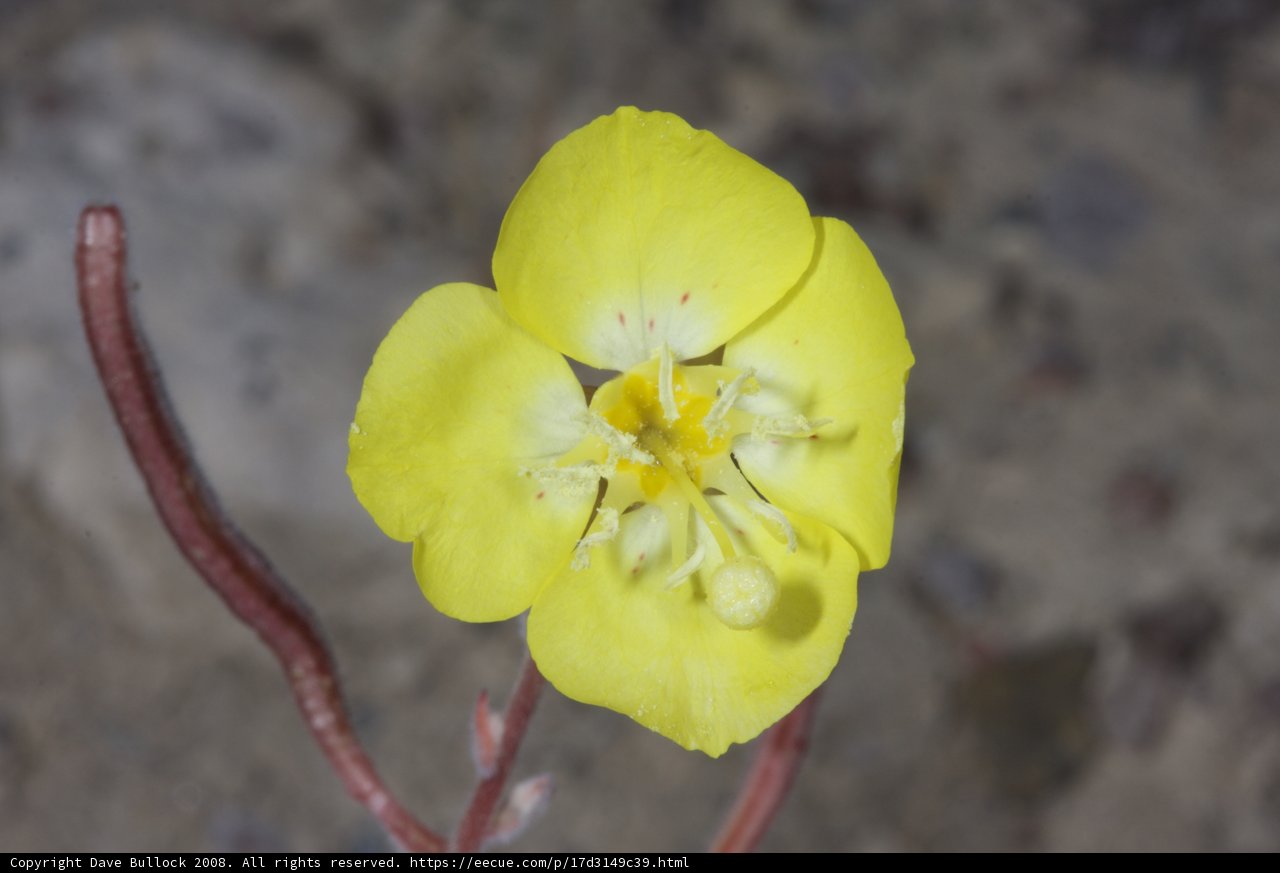 Yellow Blossom in the Desert