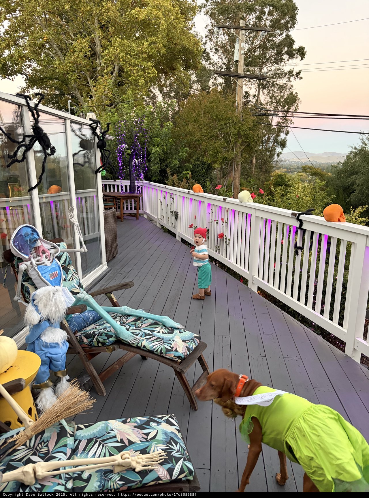 Halloween Deck Party with Decorated Dogs and Spooky Decor
