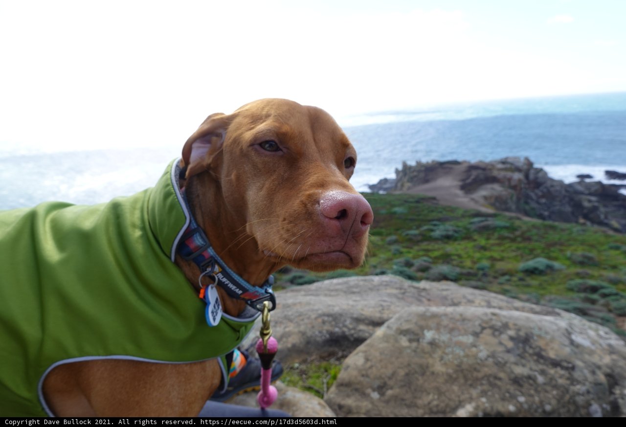 Stylish Dog in Green Jacket